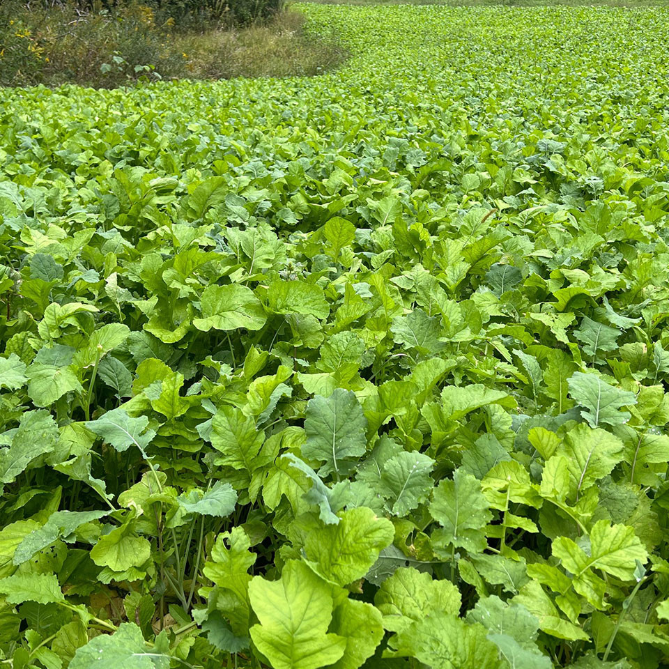 Sugar Beet Food Plot