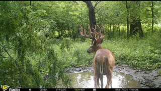 Trail camera photo of buck in woods