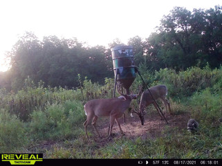 trail camera photo of deer eating