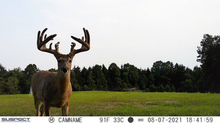 trail camera photo of buck in a field