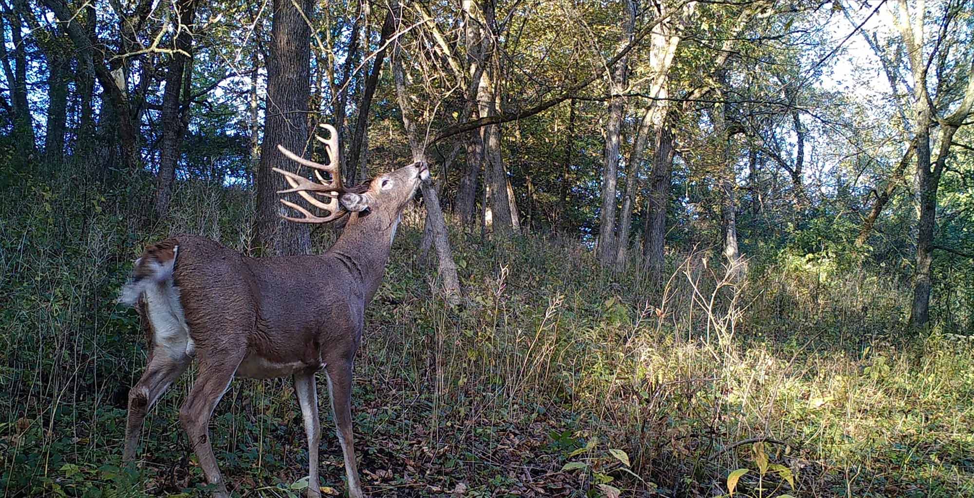 deer