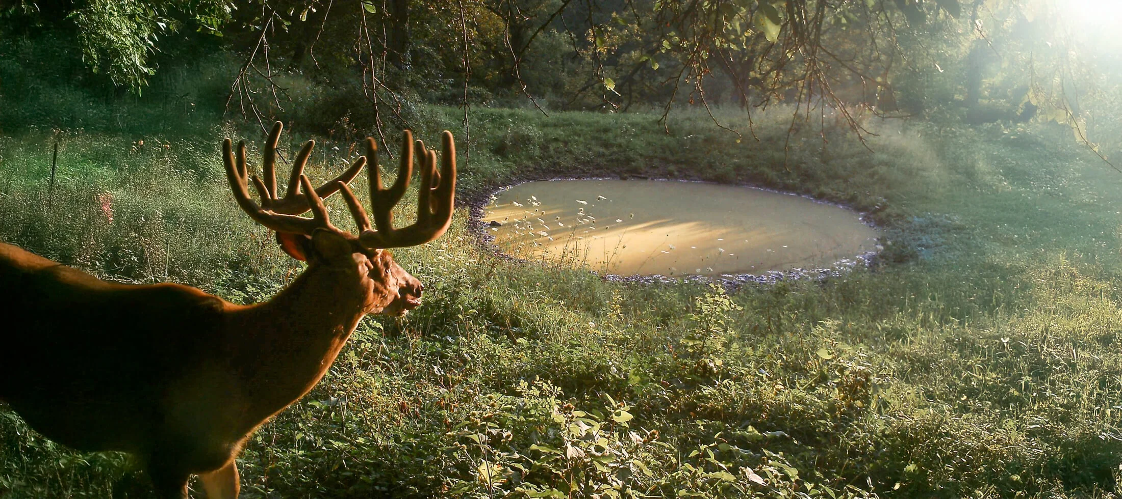 How EHD-fense Helps Prevent EHD