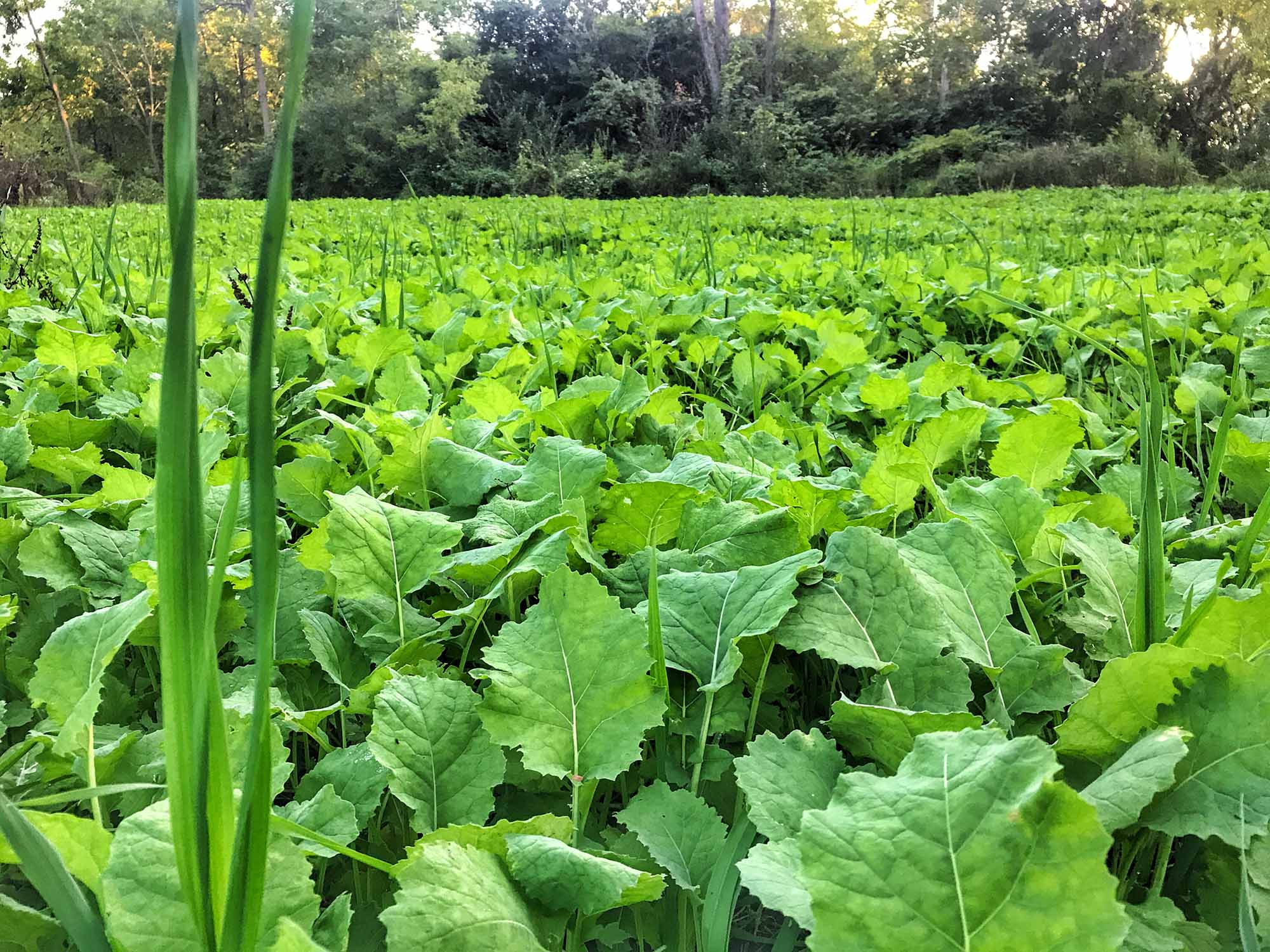 Food plot