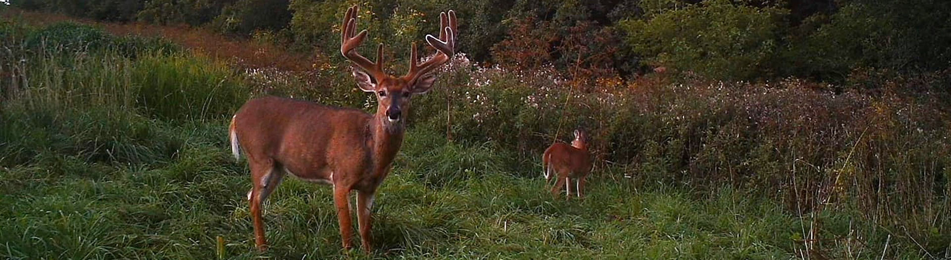 two deer in a forest