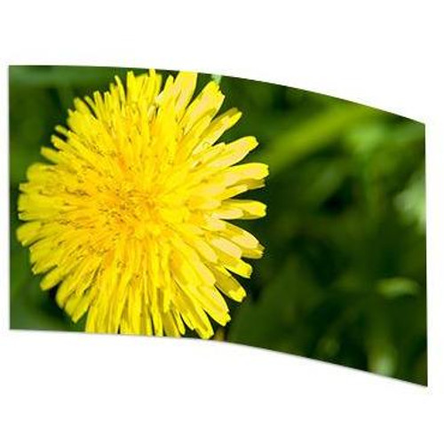 Dandelion Flower