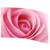 Pink Rose