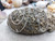 Italian 925 Sterling Silver Rolo Curb Chain