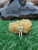 Bagues en argent sterling 925 avec turquoise Ajami Nishapur