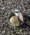 Bague homme en argent sterling 925 avec turquoise persane Neyshaburi shajari