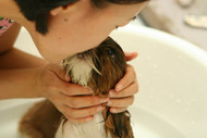 Puppy Grooming