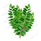 Curry Leaf Per Bag