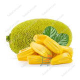 Yellow Jack Fruit / Lb