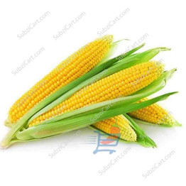 Fresh Corn / Each