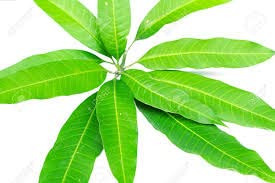 Mango Leaves , Bag Of 4-6 Leaves