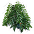 Curry Leaves / Bunch