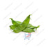 Desi Papdi / Lb