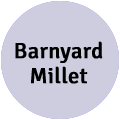 Barnyard Millet