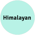 Himalayan