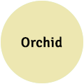 Orchid
