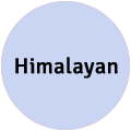 Himalayan