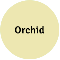 Orchid