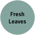 Fresh Leaves