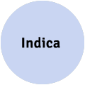 Indica