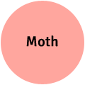 Moth