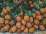 Pineapple Hibiscus Raw Living Mother Vinegar