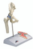 Anatomical Model - mini hip joint with cross section of bone on base