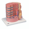 Anatomical Model - MICROanatomyª Muscle Fiber - 10,000 times magnified