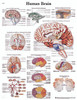 Anatomical Chart - human brain, laminated