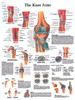 Anatomical Chart - knee joint, paper