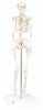 Anatomical Model - Sectional Knee Joint Model, 3 part