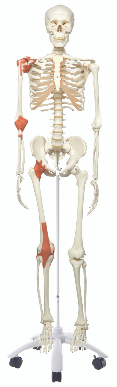 Anatomical Model - Leo the ligament skeleton on roller stand