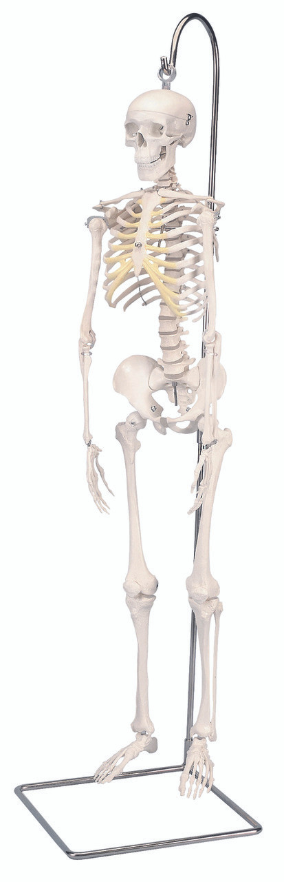 Anatomical Model - Shorty the mini skeleton on hanging stand