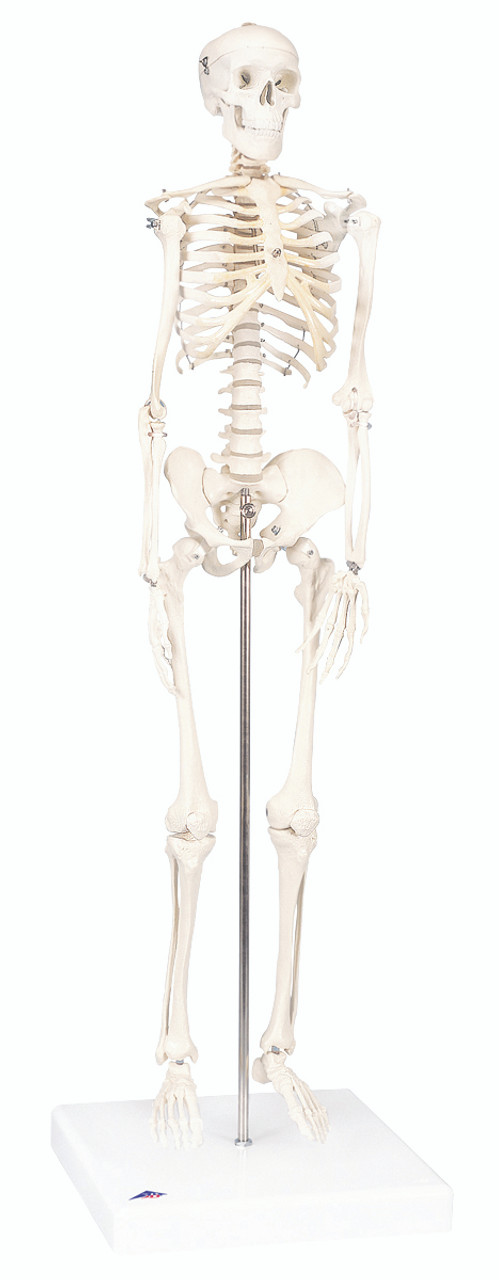 Anatomical Model - Shorty the mini skeleton on mounted base