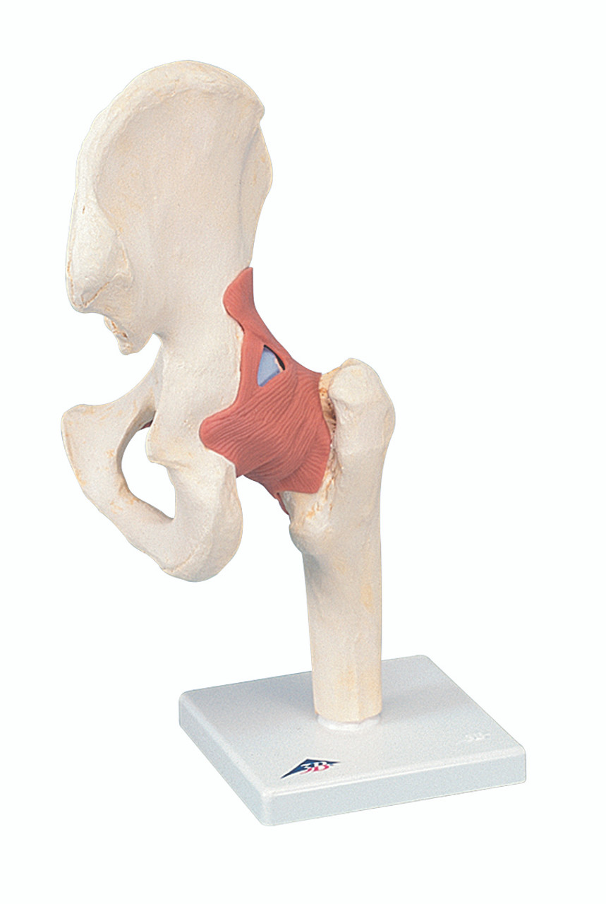 Anatomical Model - functional hip joint, deluxe