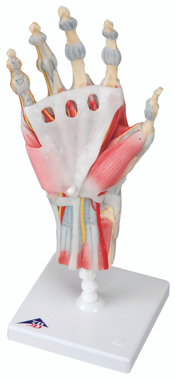 Anatomical Model - hand skeleton with removable ligaments & muscles, 4-part