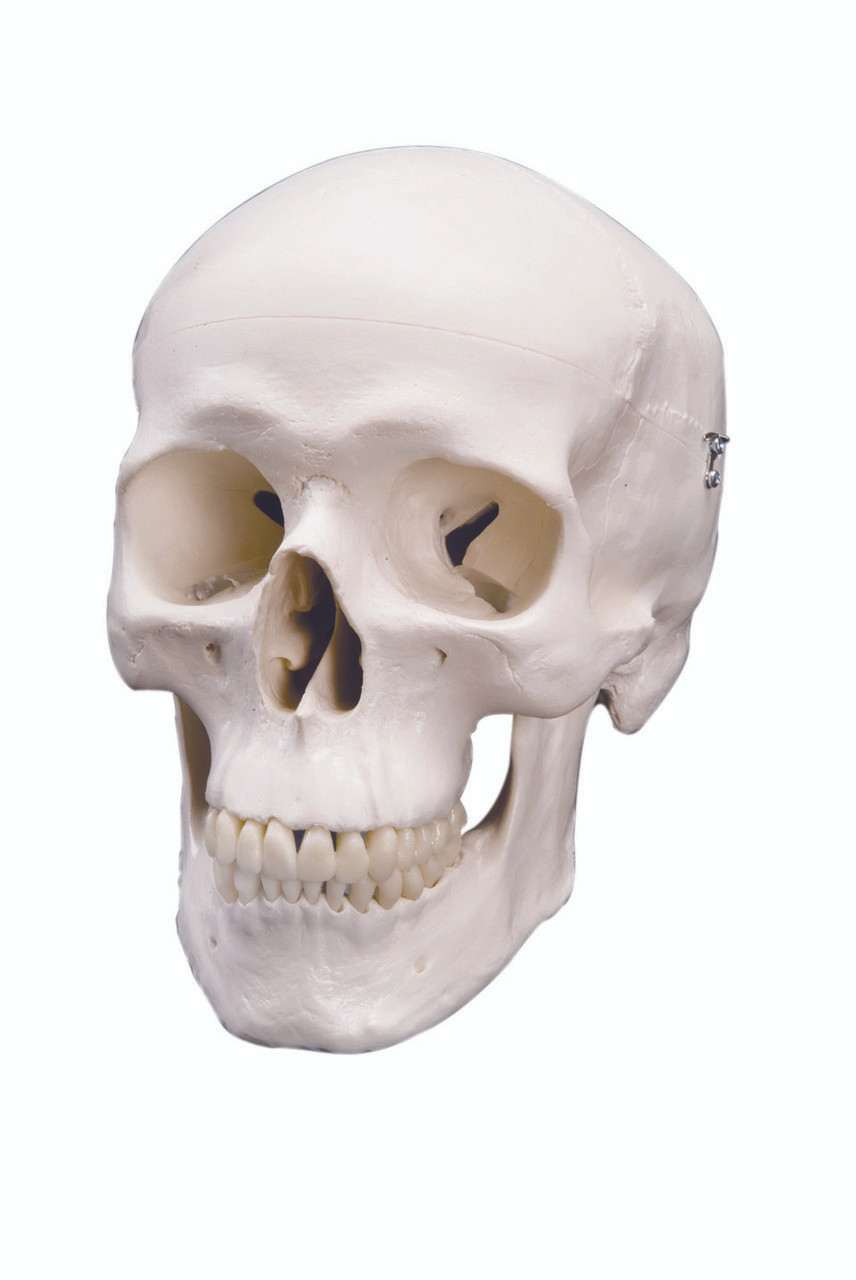 Anatomical Model - classic skull, 3 part