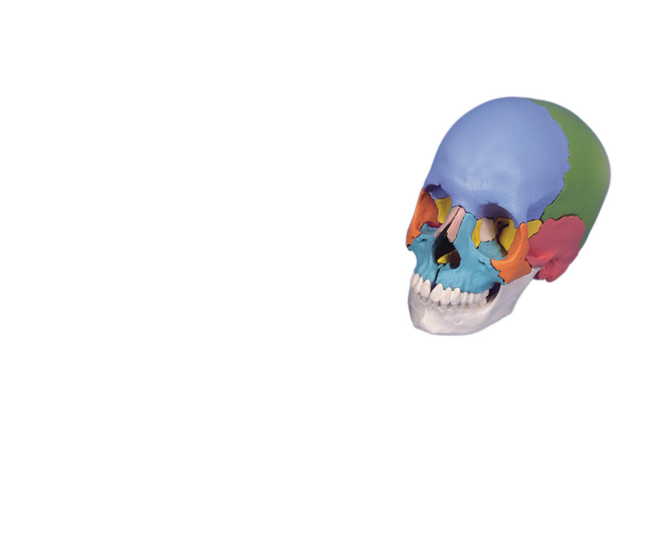 Anatomical Model - didactic skull, Beauchene 22-part
