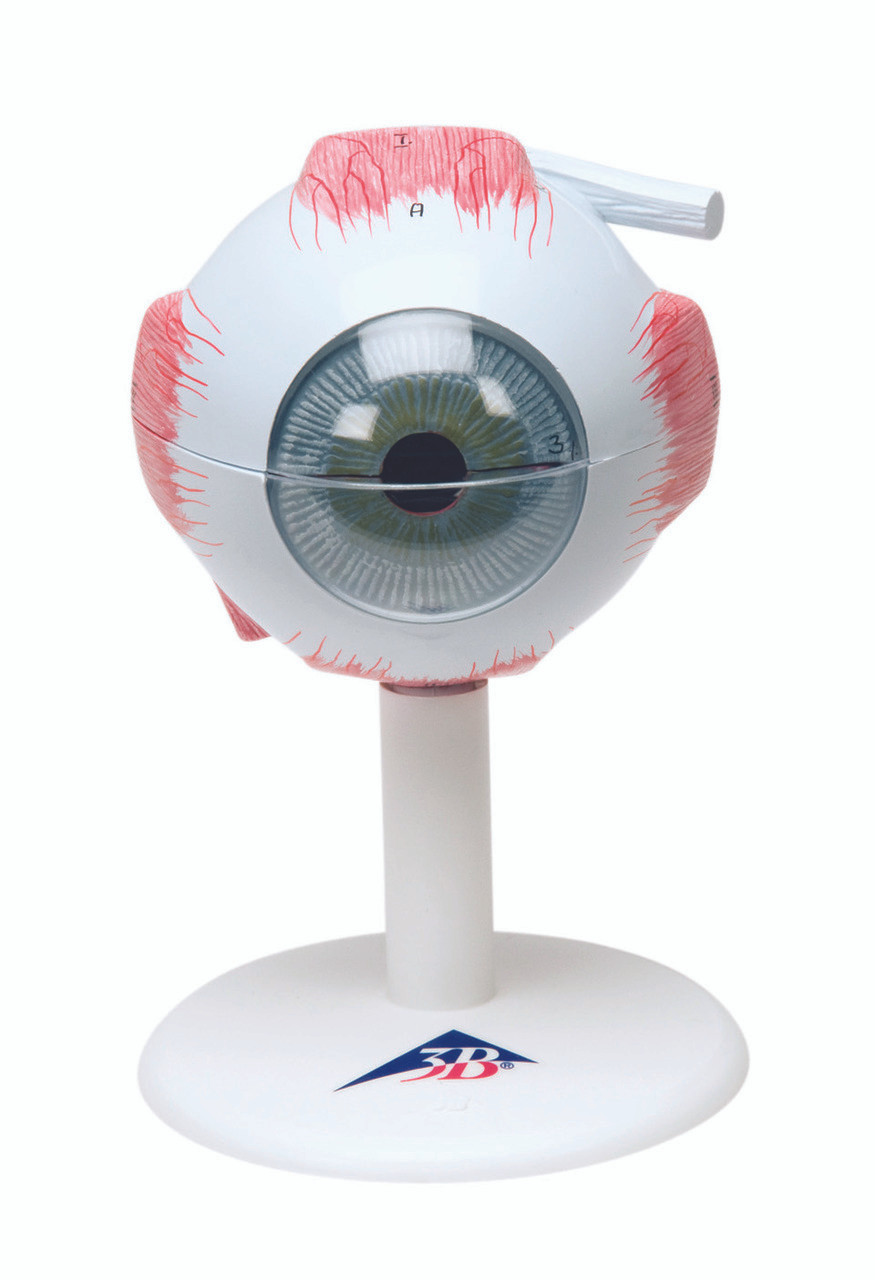 Anatomical Model - eye, 6-part (3x size)