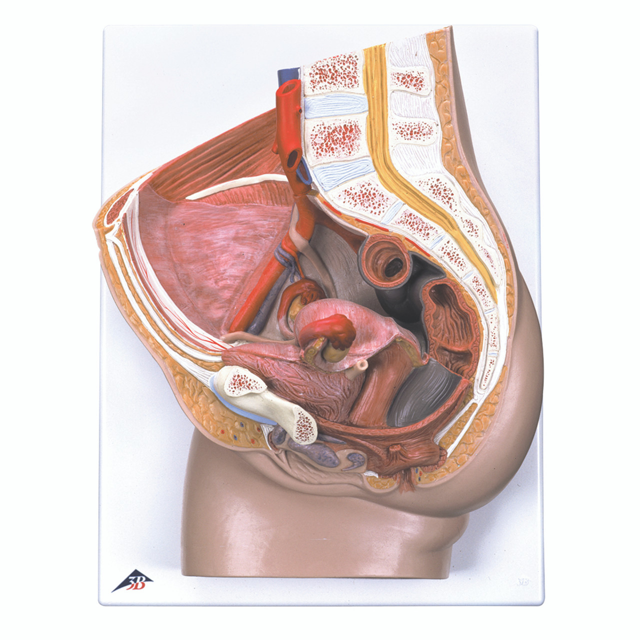 Anatomical Model - Female Pelvis with Ligaments, 3 part