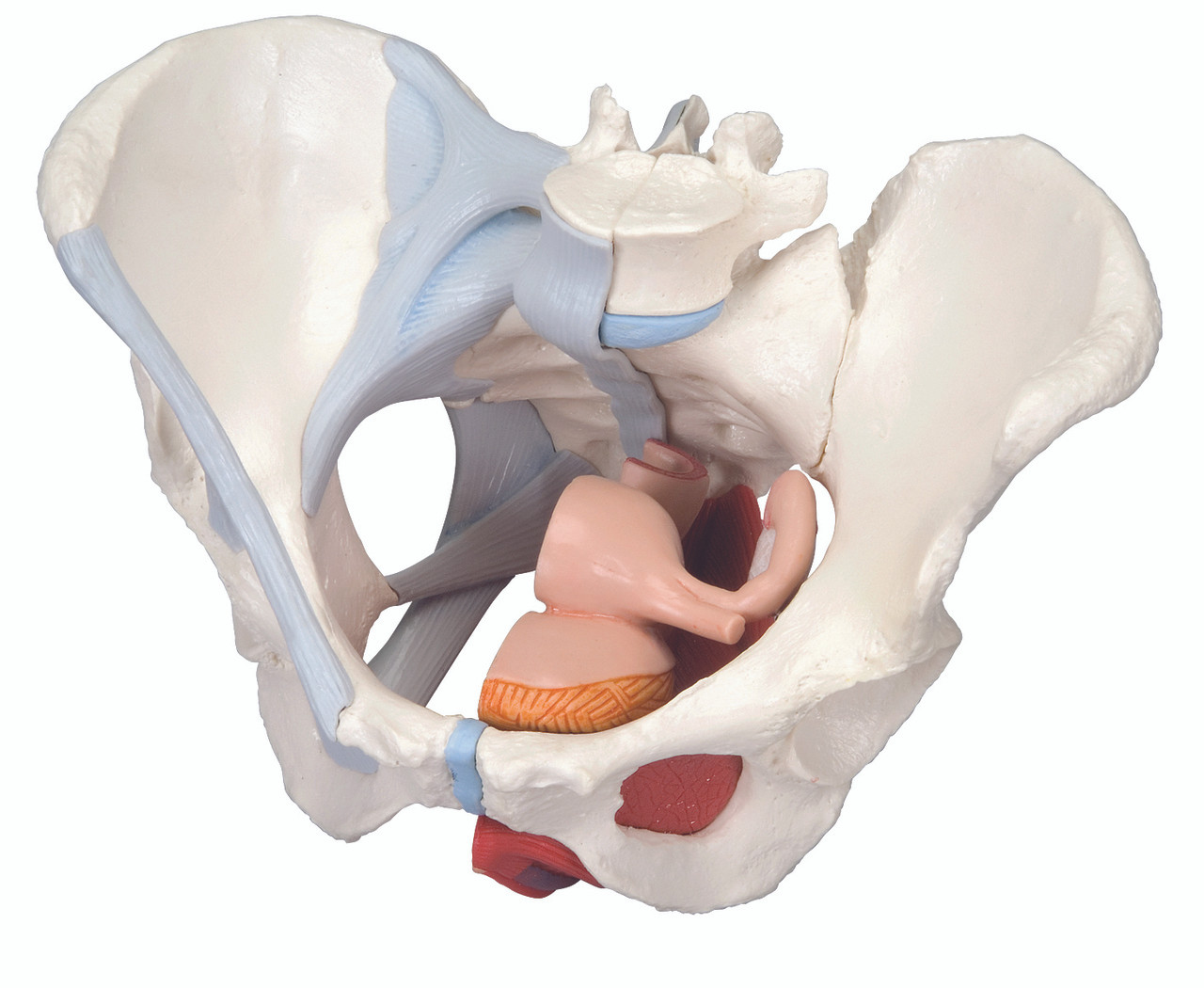 Anatomical Model - female pelvis, 4-part with ligaments