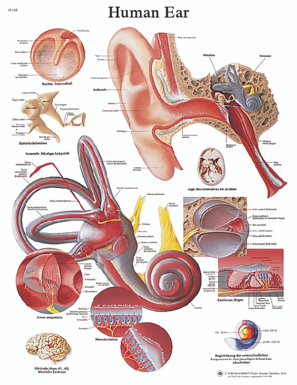 Anatomical Chart - ear, paper