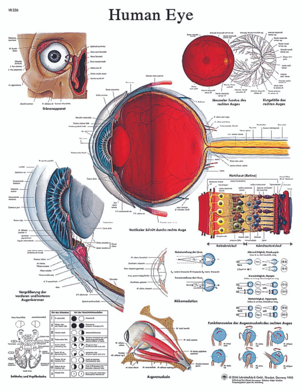 Anatomical Chart - eye, paper