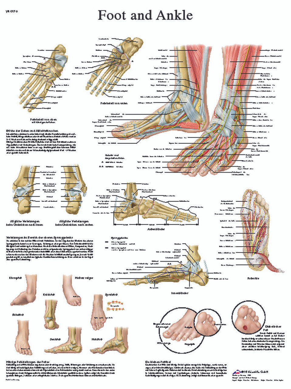 Anatomical Chart - foot & ankle, paper