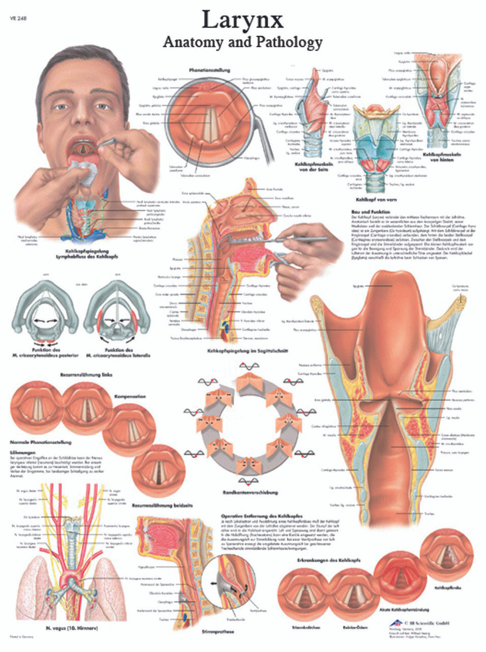 Anatomy And Pathology The World S Best Anatomical Charts