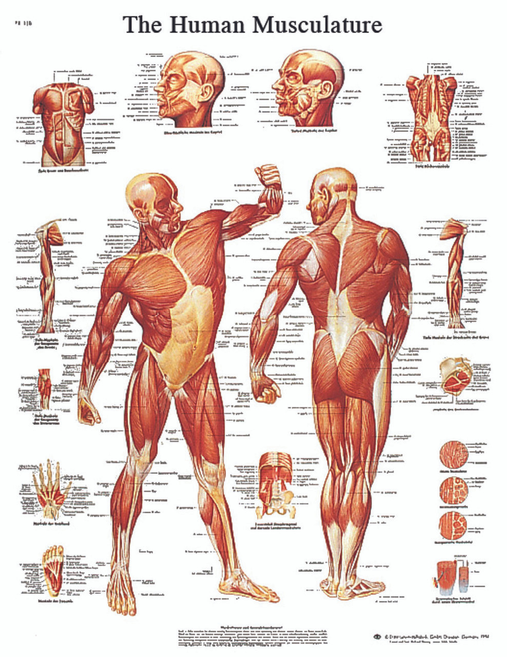 Anatomical Chart - musculature, paper