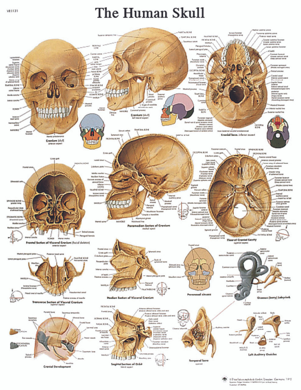 Anatomical Chart - human skull, paper